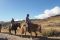 Pferdetour In Cusco